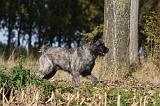 BOUVIER DES ARDENNES 277
